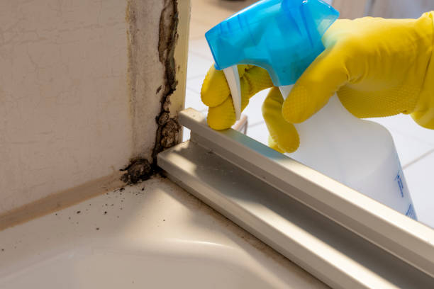 Why You Should Choose Our Mold Remediation Services in Mountain Home, NC